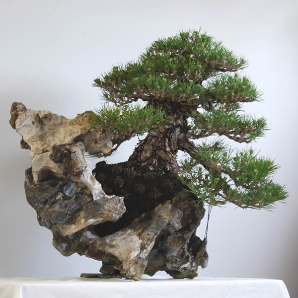 Ishitsuki having a good harmony with the rock and tree at Hanazawa Myoshun-en bonsai garden in Takamatsu's Kinashi town