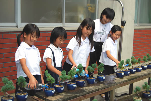 Students giving water to young trees of Goyomatsu