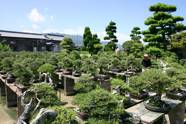 There are many good trees in Yano's large shelves.