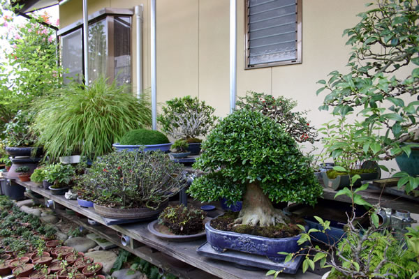 Many Zoki bonsai at his shelves