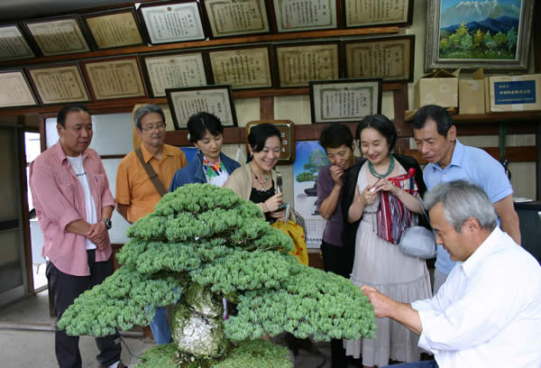 Prof. Senzoku, back row far right, and his companies watching Furuhatori (cutting old needles) of Goyomatsu (Japanese white pine)