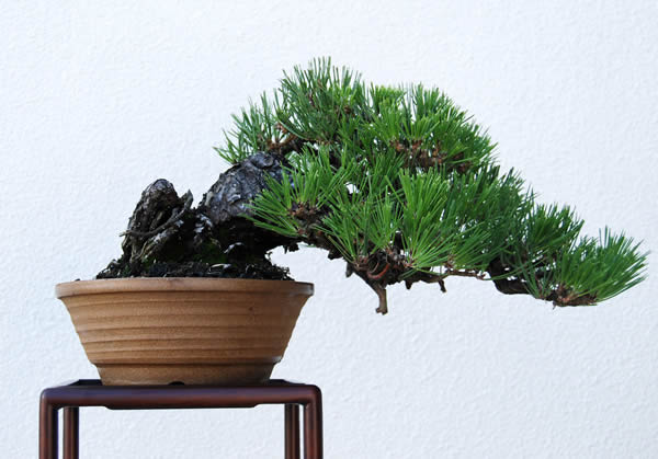 Japanese Deimono of Shigarakiyaki and Hankengai of Japanese black pine