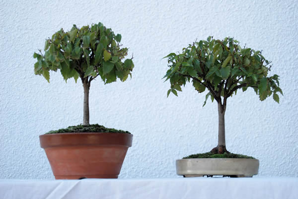 Japanese zelkova in unglazed pot (left) and glazed one