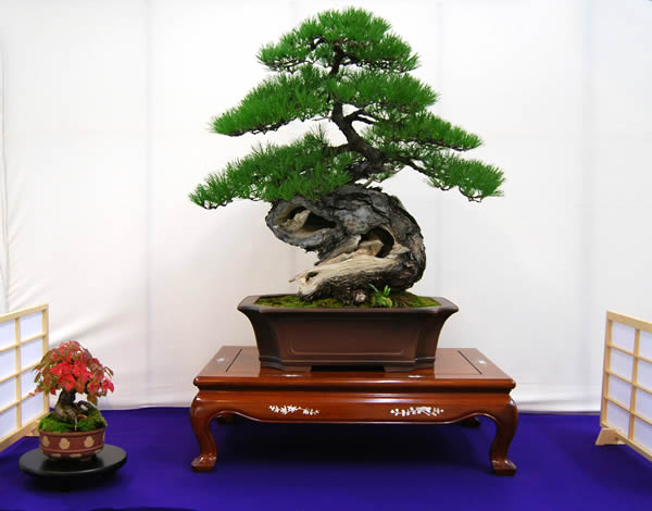 Akamatsu (Japanese red pine) given the Award of Minister of the Environment