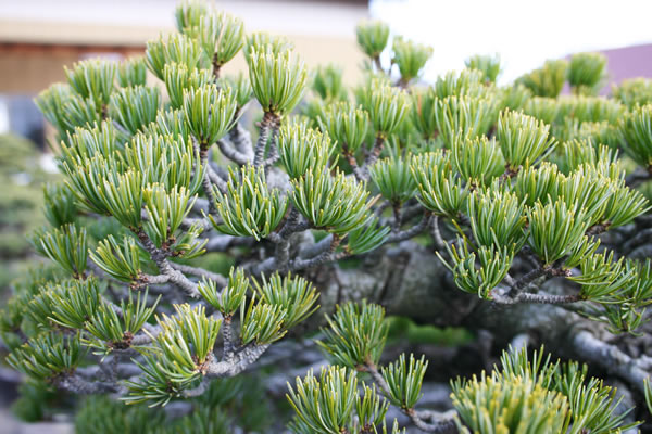 Silver needles of Ginyatsufusa