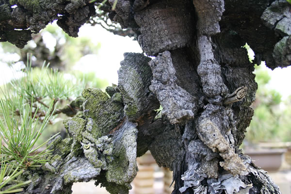 Beautifully Split Trunk of Nishikimatsu