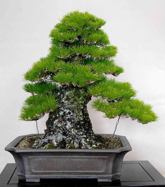 An around 50-year-old kuromatsu (Japanese Black Pine) tree grown from seeds.