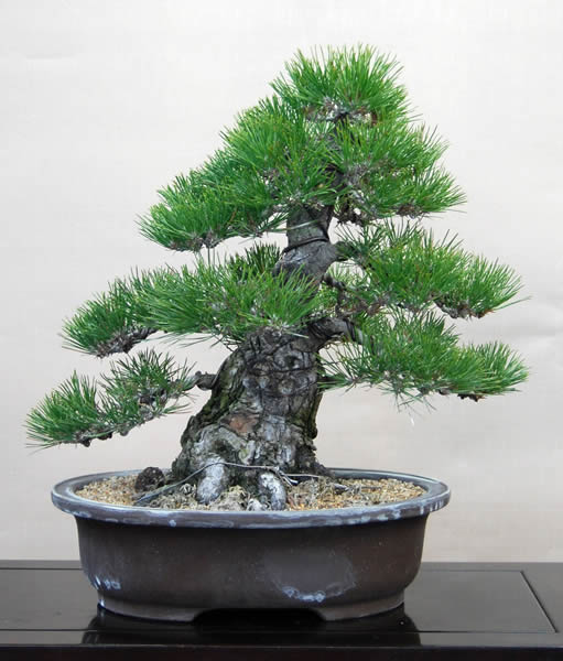 A kuromatsu (Japanese Black Pine) tree about 15 years old grown from seeds.