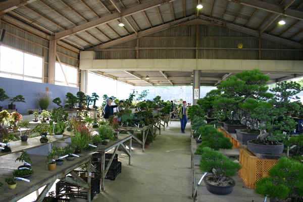 Bonsai trees are on shelves in order at the Kinashi Bonsai and Garden Plants Festival in Takamatsu's Kinashi area.