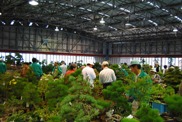 Bonsai lovers look for items at the Green Festa Kokubunji in Takamatsu's Kokubunji area.