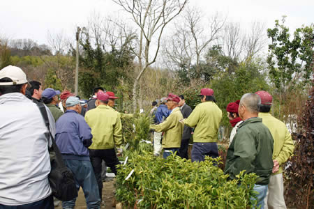 Many bonsai fanciers visit the auction market of every 5th, 15th, and 25th at Kagawa Kinashi Garden Plants and Bonsai Center in Takamatsu's Kinashi town.