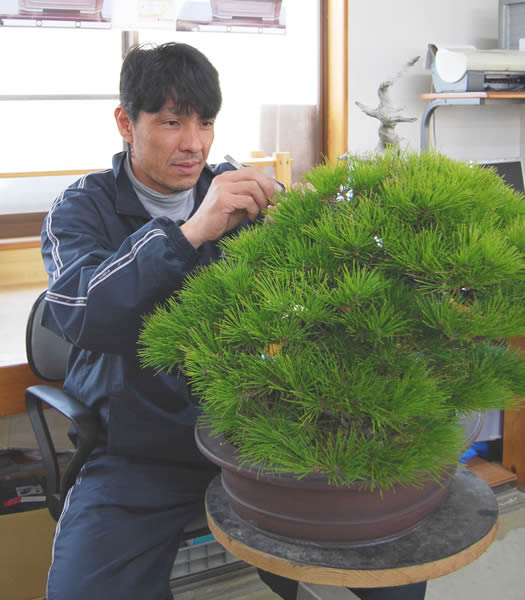 Hiramatsu works on Hasukashi (thinning out the needles) of Kuromatsu (Japanese black pine) which he adapted in Shunshoen bonsai garden in Takamatsu's Kokubunji town.