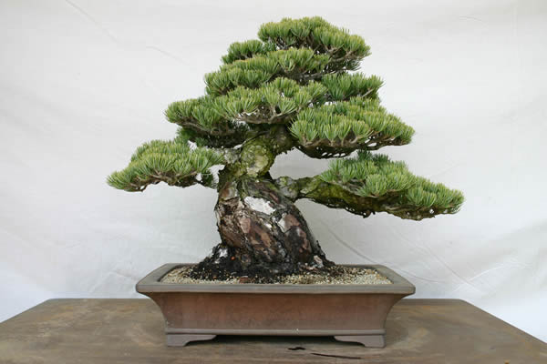 Goyomatsu (Japanese white pine) after transplanting