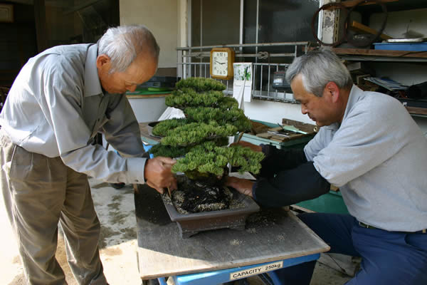 They are showing the important work to make the soil attached to a tree.