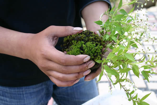 He is putting the moss to cover the soil at Sakuya Kobo in Takamatsu's Kokubunji town.