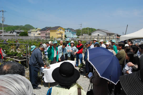 Many visitors in Bonsai Festival in spring.