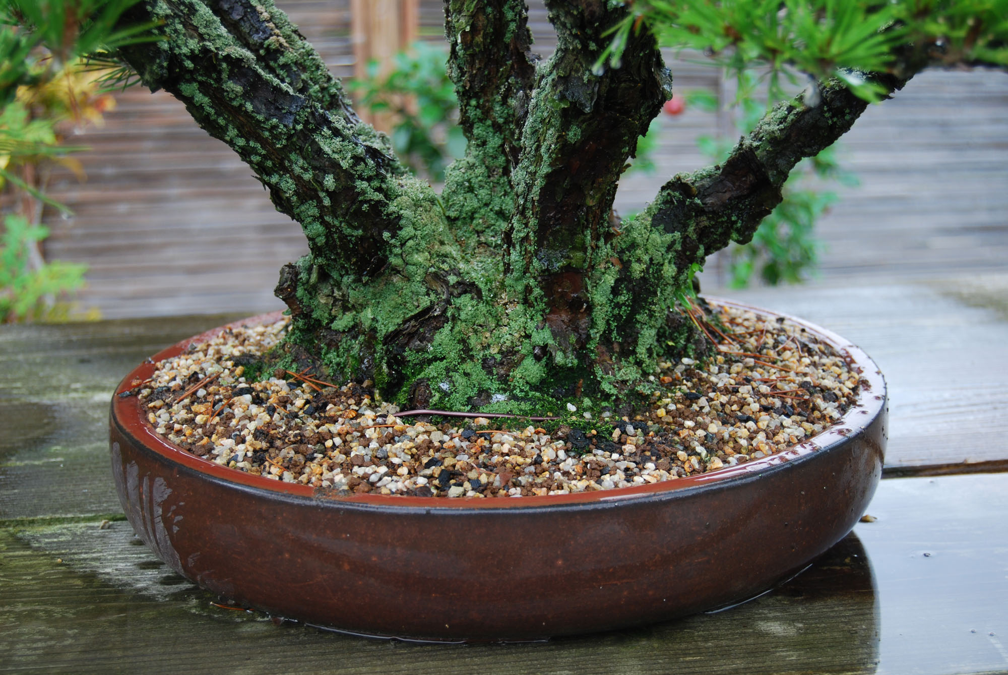 The tree becomes active after watering.