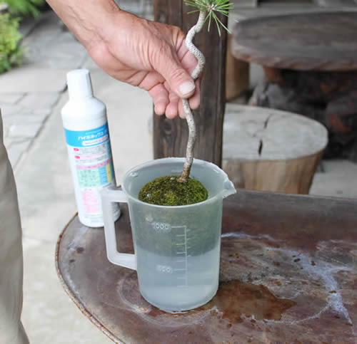 Liquid Fertilizer for Kokedama