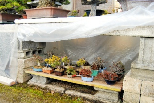 It is good to put shohin under a shelf.