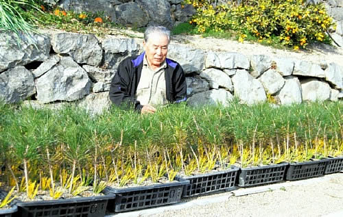 Ayada looking the seedling grafted this year in Ryoshoen bonsai garden in Takamatsu's Kokubunji town 