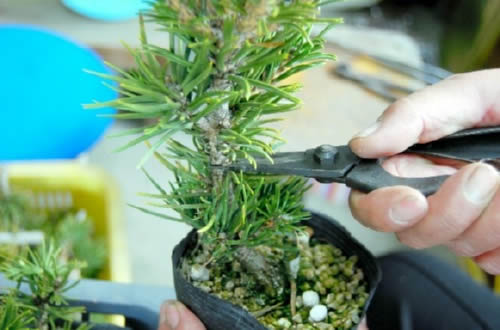 Trimming of grafted seedling