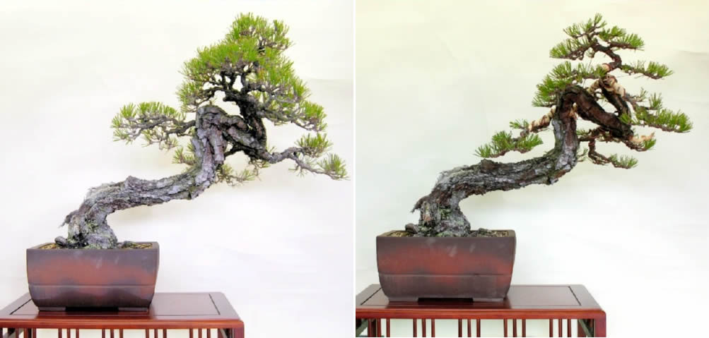 Kuromatu (Japanese black pine) before wiring (left) and after wiring (right)