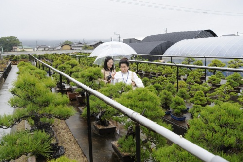 Bonsai garden tour_3