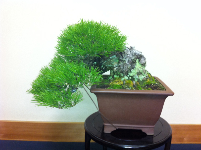 JapaneseBlackPine.jpg