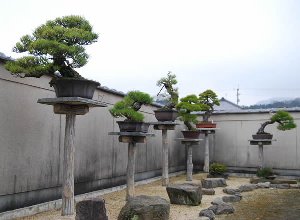 Bonsai trees in pots on ''giboku'' concrete tree simulators in the garden's exhibition corner.