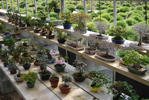 ''Shohin'' small bonsai pieces line up on shelves at Hiramatsu Shunshoen.