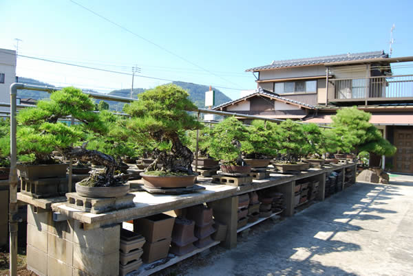 Bonsai trees fill shelves at Ideue Kikkoen garden.