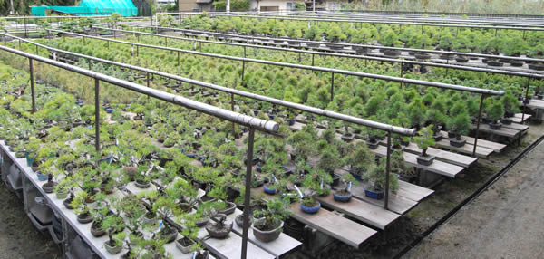  A number of kuromatsu (Japanese black pine) trees grown from seeds are on shelves at Kandaka Shojuen bonsai garden. 