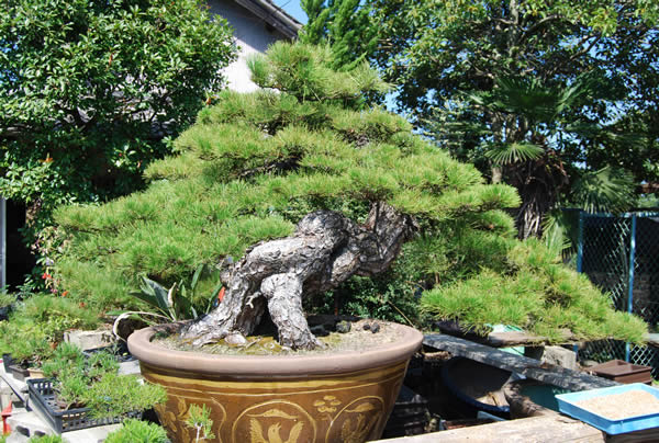 A 200-year-old kuromatsu (Japanese black pine) tree in a pot. It measures about 125 centimeters in height and about 250 cm in width.