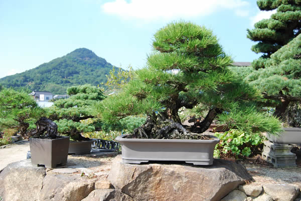 A 250-year-old kuromatsu (Japanese black pine) tree in a vessel. It measures about 82 centimeters high and about 130 cm wide.