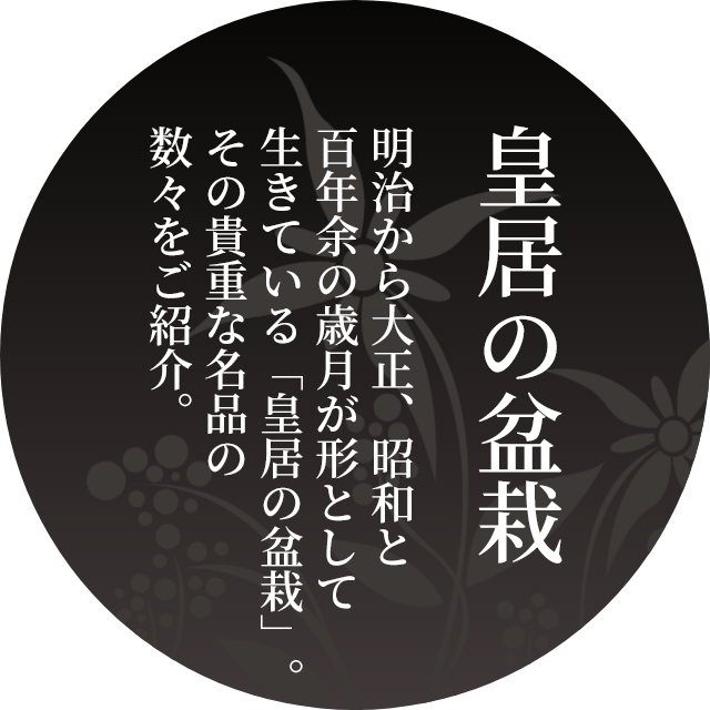 皇居の盆栽　明治から大正、昭和と百年余の歳月が形として生きている「皇居の盆栽」。その貴重な名品の数々をご紹介。