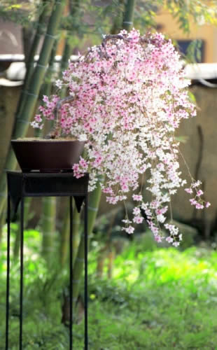 美しく咲いたしだれ桜