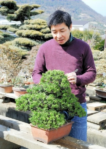 全国出展を目指し黒松寸梢の培養に励む松田三男さん