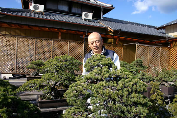 銀八ツ五葉松を手入れする小早川義視さん＝高松市国分寺町、蒼樹園