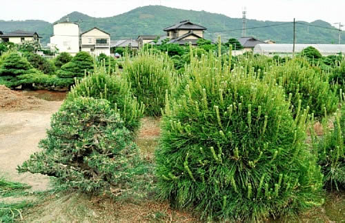 剪定前（右）と剪定後の黒松