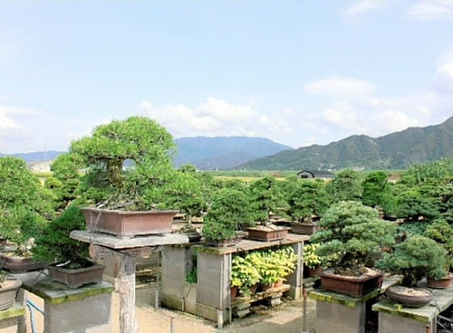 雲辺寺山（左奥）が見える棚場