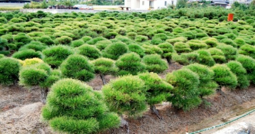 松が整然と植わる畑