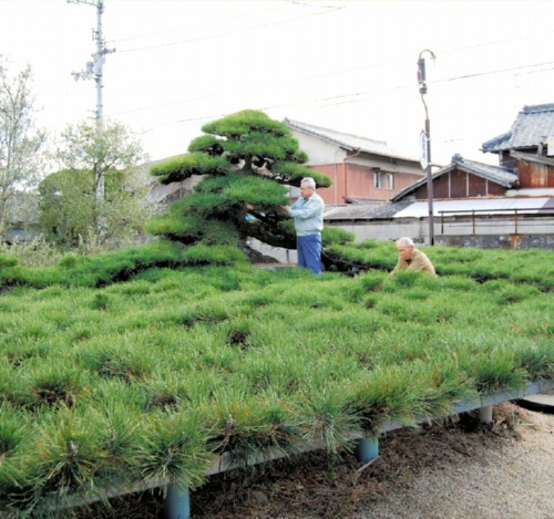 風格を増した「土俵入り」