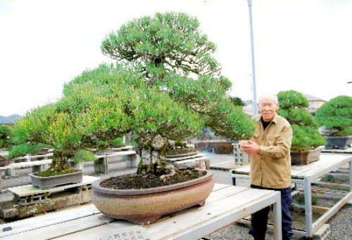 「大隈重信侯遺愛の黒松」を手入れする神高藤義さん