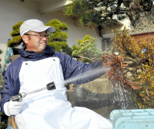 サツキの根を洗う山地さん