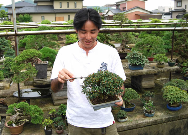 チリメンカズラのせん定をする北谷一樹さん